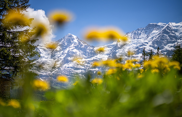 Bergfrühling